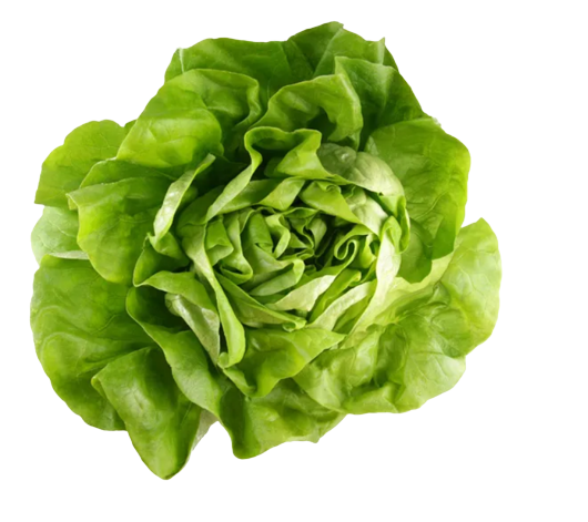 ผักบัตเตอร์เฮด