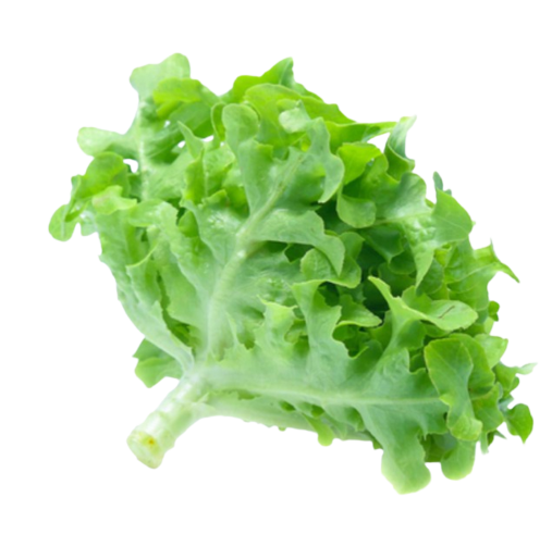 ผักกรีนโอ๊ค