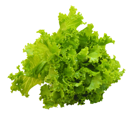 ผักกาดหอม