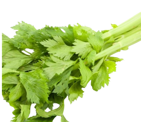 ผักขึ้นฉ่าย