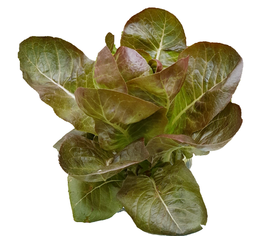 ผักเรดคอส